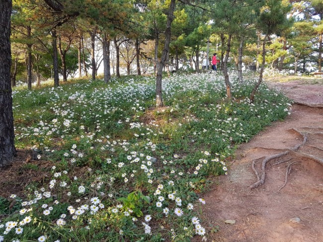 고성 남산공원, 구절초 향기 물씬 (1).jpg