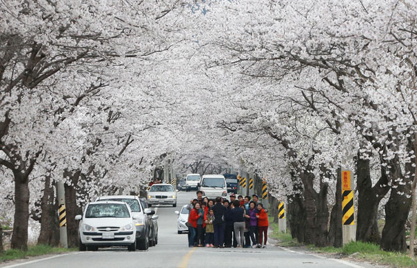 백운산 벚꽃축제2.jpg