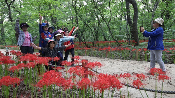 함양 상림공원 만개한 꽃무릇(지난해 사진).jpg