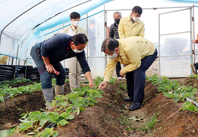 20211026-박일호 밀양시장, 딸기 생육불량 피해 농가 방문.jpg