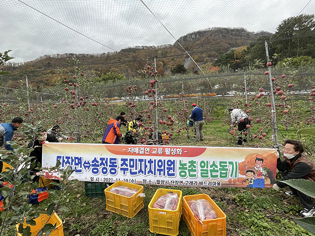 20211110-단장면, 송정동 주민자치위원 가을철 농가 일손돕기 지원(1).jpg