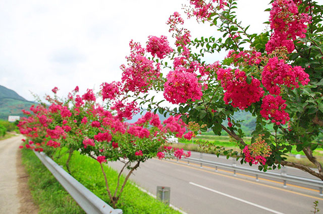 산청 국도변 배롱나무 꽃 모습.jpg