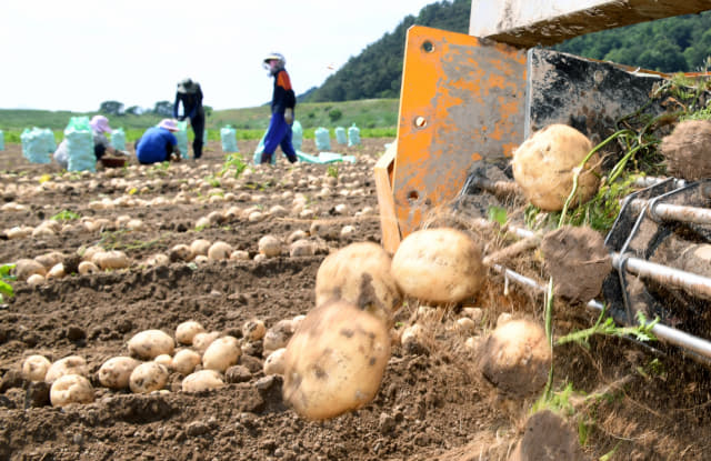 13일 오후 밀양시 상남면 오산들녘에서 한 농민이 트랙터로 감자를 수확하고 있다./김승권 기자/
