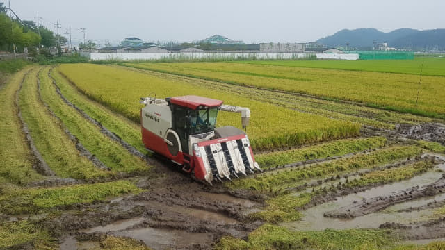 20일 오전 의령군 의령읍 논에서 올해 '의령쌀' 첫 벼 수확을 시작으로 지역 농가들에 본격적인 벼 베기에 들어갔다.