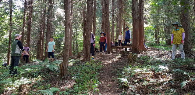 장복산 편백나무 숲을 찾은 사람들이 산림욕을 즐기고 있다./창원시/
