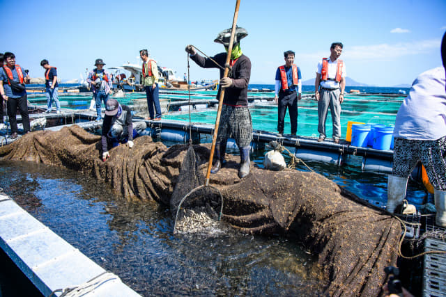 남해군과 양식장 관계자들이 미조면 조도해역의 한 가두리양식장에서 적조 피해 발생에 앞서 양식 중인 어류를 방류하기 위해 물고기들을 건져내고 있다./남해군/