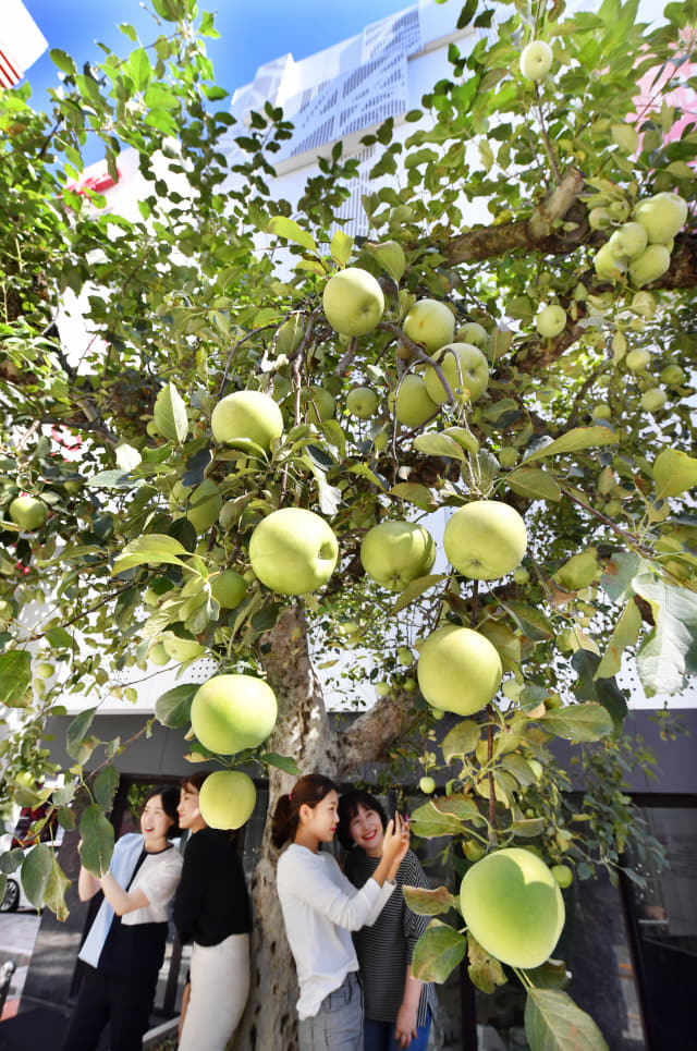추분(秋分)을 닷새 앞둔 18일 창원시 의창구 용호동 고운2빌딩 화단의 수십년생 사과나무에 아오리 사과가 주렁주렁 열려 다가온 가을을 알리고 있다./전강용 기자/