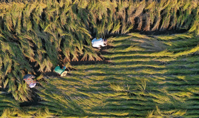 15일 오후 고성군 거류면 마동마을 앞 논에서 농민들이 태풍 미탁으로 쓰러진 벼를 세우고 있다./김승권 기자/