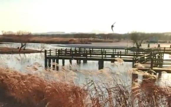 지난 12일 낙동강 하구 염막둔치 인근에 나타난 제비./습지와새들의친구 제공 영상 캡처/