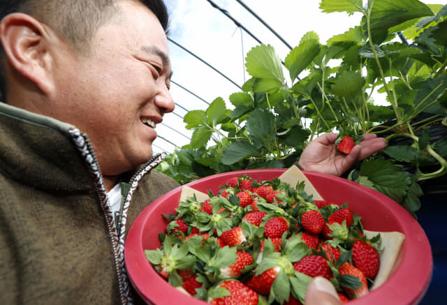 산청군 신등면 단계리 권영민씨가 딸기를 수확하고 있다./산청군/