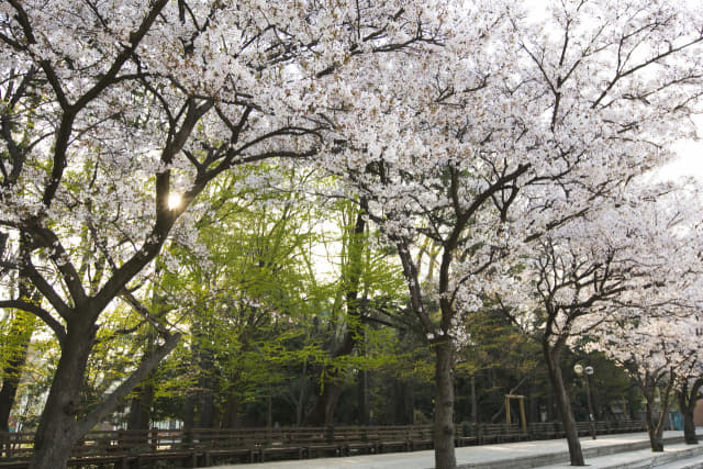 2009년 4월 5일 찍은 벚꽃 사진./경남과기대/