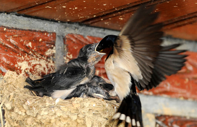 5일 오후 창원시 의창구 동읍 한 주택의 처마 밑 둥지에서 제비가 새끼들에게 먹이를 먹이고 있다./성승건기자/