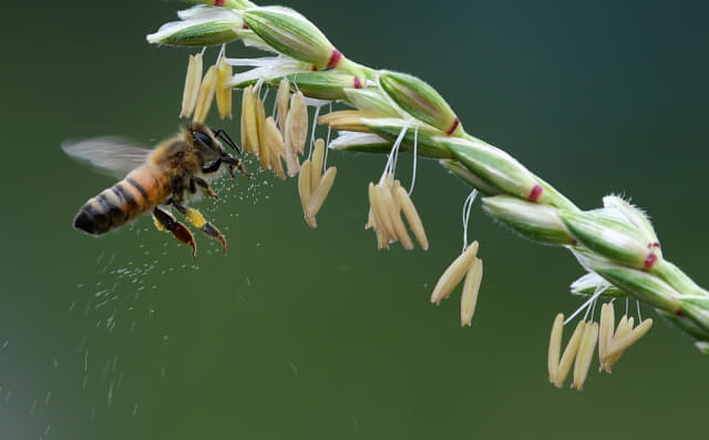 본격적인 더위가 시작된다는 소서(小暑)를 하루 앞둔 6일 오후 창원시 의창구 사림동의 한 텃밭에서 꿀벌이 옥수수 꽃으로 날아들고 있다./김승권 기자/
