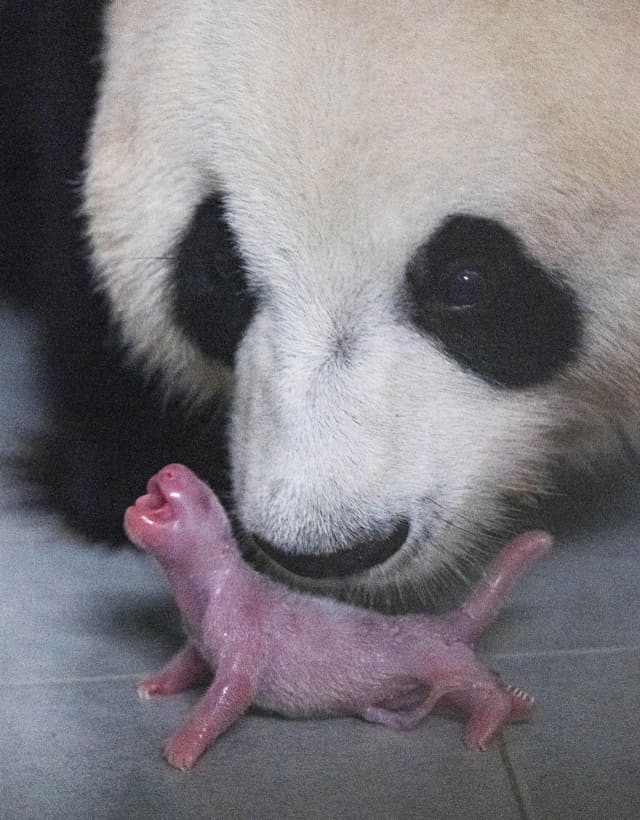 중국에서 들여온 판다가 처음으로 출산한 암컷 새끼 판다.
