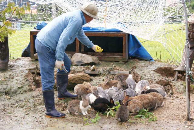 이헌만씨가 토끼들에게 먹이를 주고 있다.