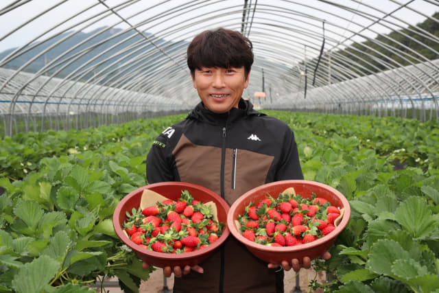 산청군 문성수씨 농가 딸기 수확 사진(제공=산청군)