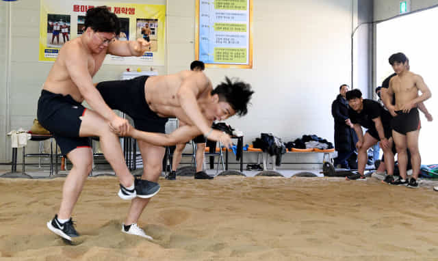 22일 오전 마산용마고 실내씨름장에서 선수들이 균형 감각 향상을 위한 외발 씨름 훈련을 하고 있다.