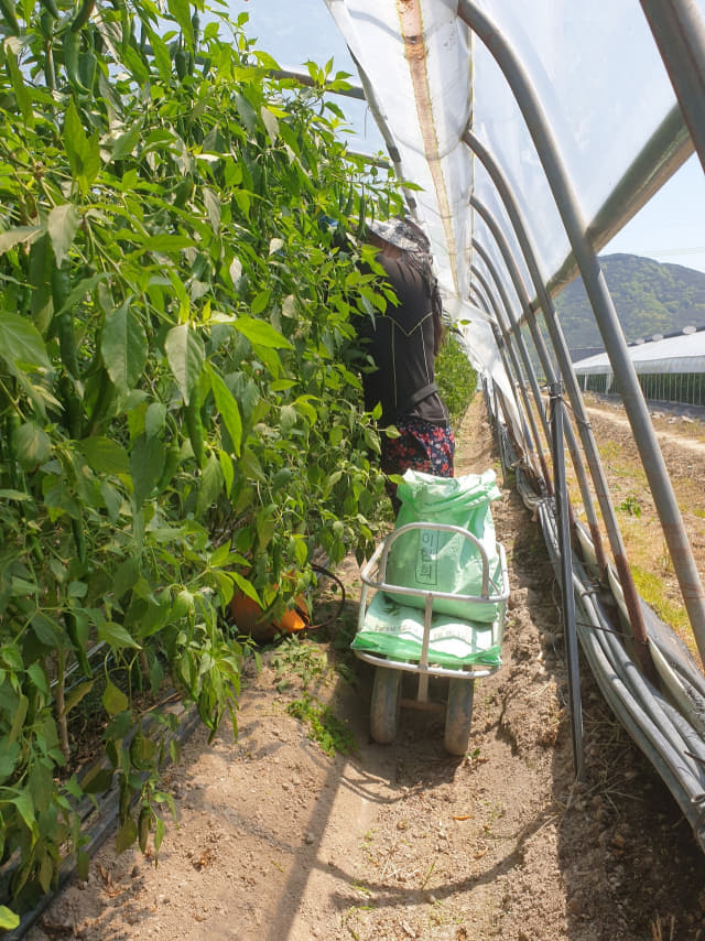 19일 밀양 무안면 한 고충농가에서 농민이 고추를 수확하고 있다./김세정 기자/