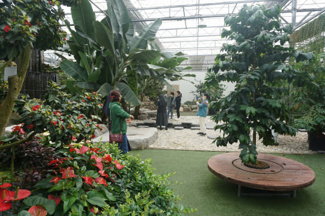 통영동백커피식물원을 찾은 관람객들이 열대작물이 심어진 식물원 곳곳을 둘러보며 사진을 찍고 있다.