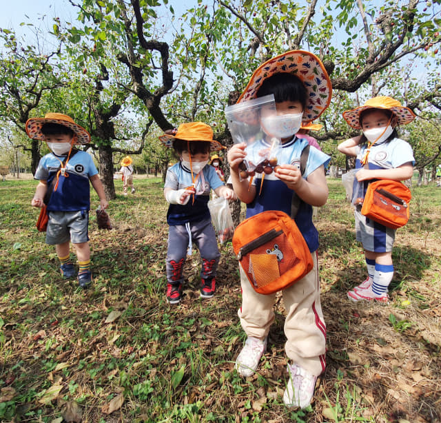 대추 수확 체험을 하고 있는 어린이들./바람햇살농장/
