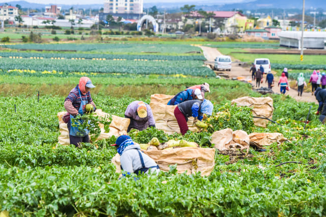 월동무 수확하는 제주 농민들.