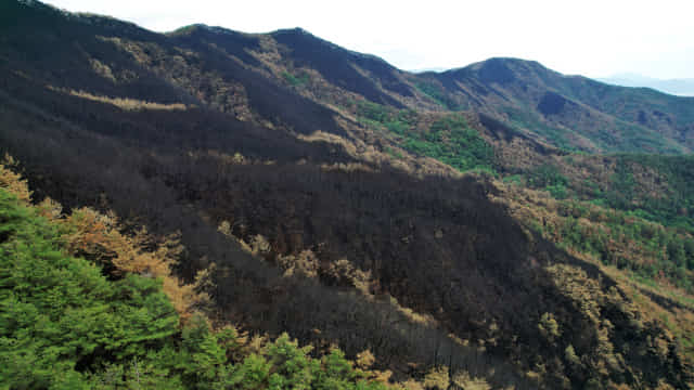 지난달 6일 산불이 휩쓸고 간 밀양시 부북면 일대 산림이 그을려 있다./경남신문 DB/