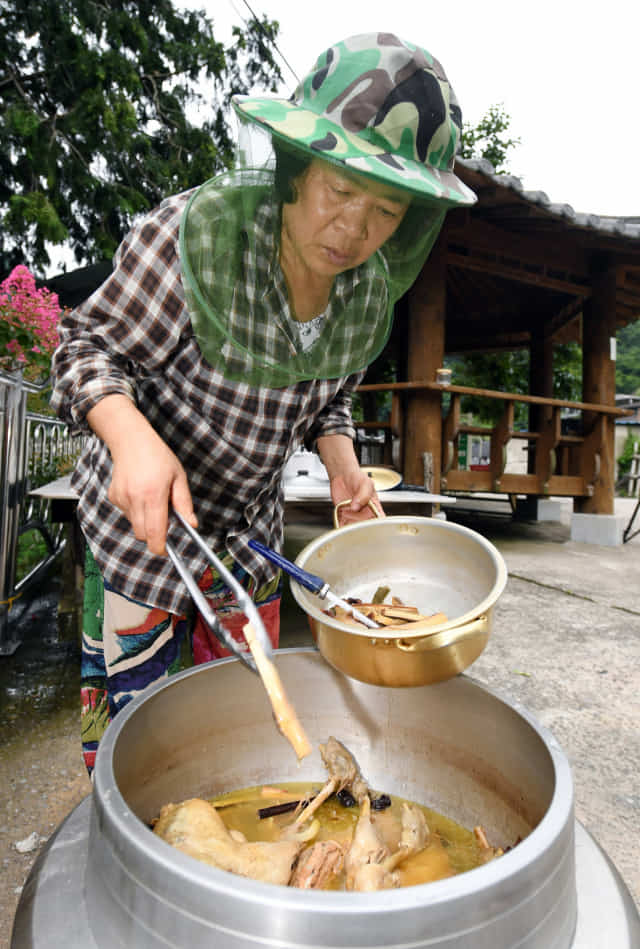 박계수(72)씨가 13일 입사마을 정자 앞에서 초복을 앞두고 마을주민과 함께 먹을 닭백숙을 만들고 있다.