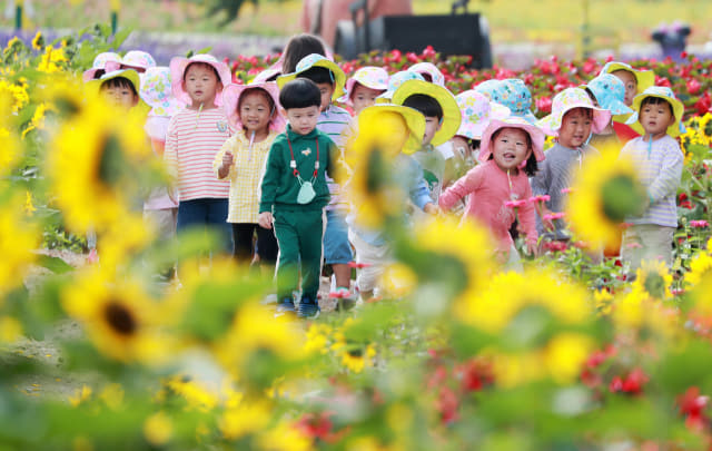 21일 함양군 상림공원 경관단지를 찾은 성민어린이집 아이들이 활짝 핀 해바라기 꽃길을 걸으며 가을 향기를 만끽하고 있다./함양군/
