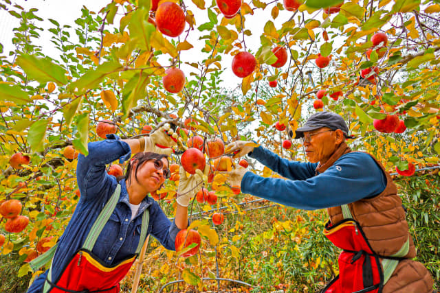 산청군 삼장면 딱바실농원에서 ‘주렁주렁’ 달린 사과를 수확하고 있다./산청군/