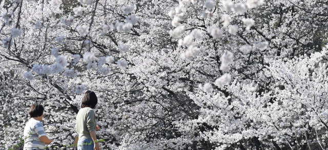 3일 거창군 거창읍 장팔리 덕천서원의 벚꽃나무가 지난 주말부터 꽃망울을 터트린 가운데 주민들이 봄 정취를 만끽하고 있다./거창군/