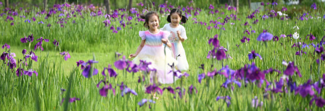 7일 거창군 남상면 거창창포원 보라색 창포꽃밭에서 아이들이 뛰어다니며 즐거워하고 있다./거창군/