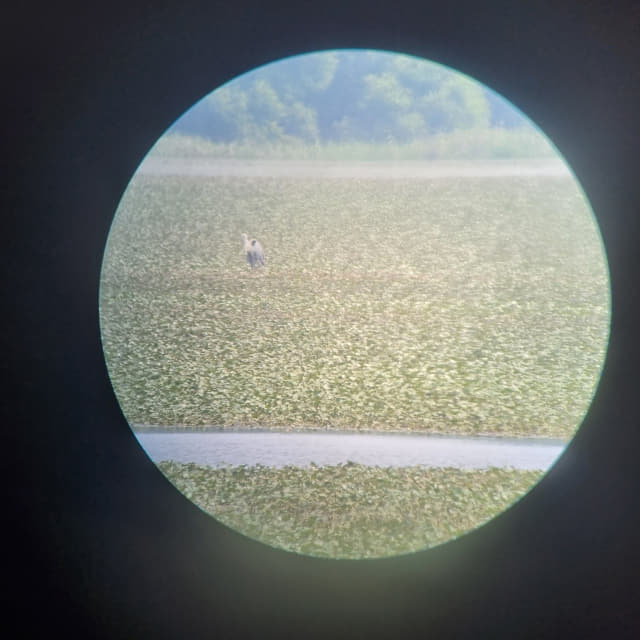 고배율 망원경으로 관찰한 여름철새.