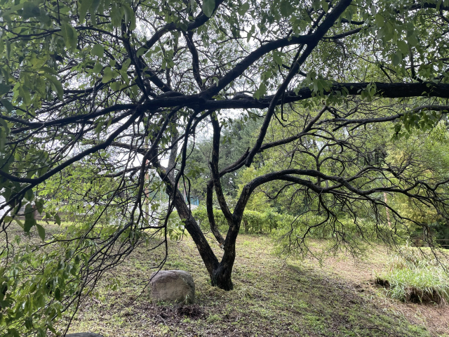 통영 세자트라 숲에 있는 버드나무 ‘아롱이’.