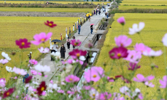 10일 창원시 의창구 동읍 무점마을 코스모스길을 찾은 시민들이 황금빛으로 물든 들녘을 산책하고 있다./김승권 기자/