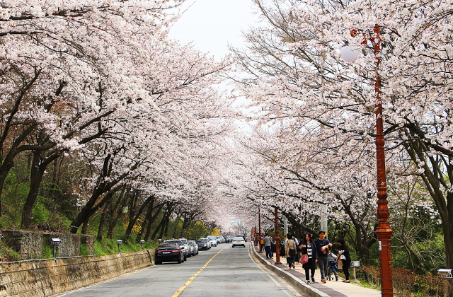 나주 경현동 벚꽃거리.