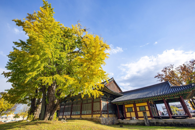 700년 된 쌍둥이 은행나무가 있는 조선 최대 규모 객사 ‘금성관’.