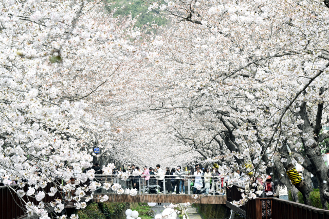 여좌천길을 찾은 관광객들이 함박눈이 내리는 듯한 벚꽃을 감상하고 있다.