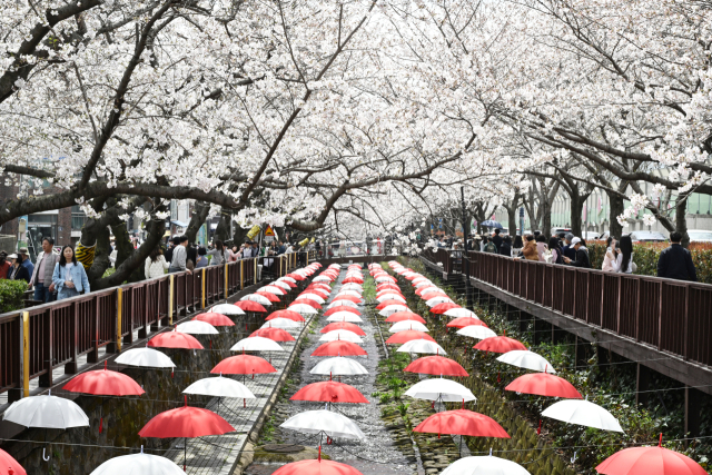 우산 모양 조형물과 벚꽃이 어우러져 있다.