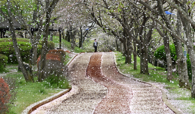 9일 고성군 고성읍 수남리 남산공원에 꽃비가 내리면서 봄 꽃 절정을 보여주고 있다./전강용 기자/