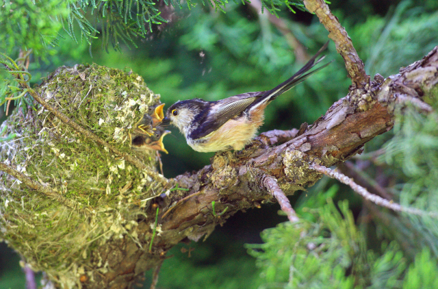 오목눈이가 둥지로 날아와 새끼에게 먹이를 주고 있다.