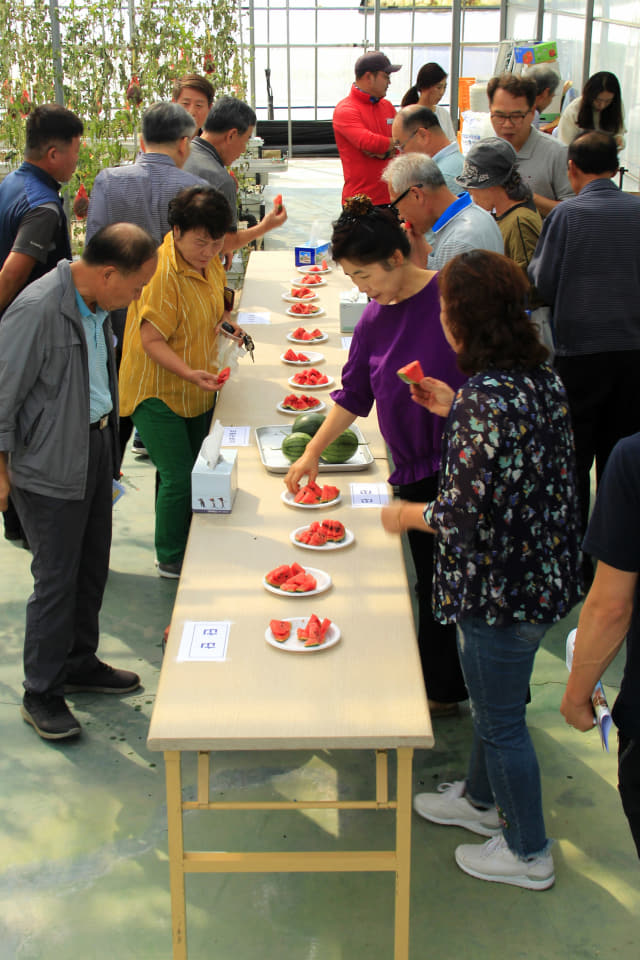 사천시가 농업기술센터에서 수경재배한 미니수박을 수확해 시식행사를 갖고 있다. 사천시