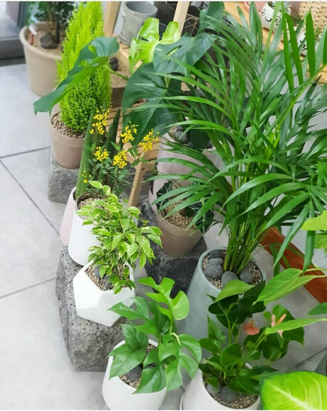 카페 ‘보타미’ 내 식물들.