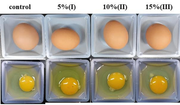 왼쪽부터 대조군, 5% 급이군, 10% 급이군, 15% 급이군에서 얻은 계란. 난황 색도를 비교하면 명도와 황색도가 10%와 15% 급이군에서 더 밝게 나타났다./산청군/