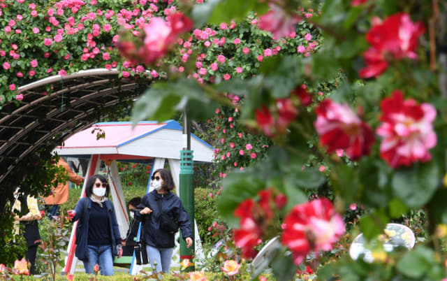 6일 창원시 성산구 가음정동 장미공원을 찾은 시민들이 활짝 핀 장미꽃 사이로 산책을 즐기고 있다./성승건 기자/
