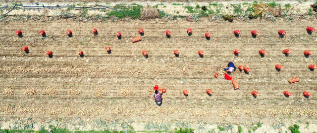 창녕에서 외국인 노동자 코로나19 집단 감염에 따라 마늘·양파 농가들이 인력난을 겪고 있는 가운데 8일 오후 창녕군 대지면 들녁에서 농민들이 양파를 수확하고 있다./성승건 기자/