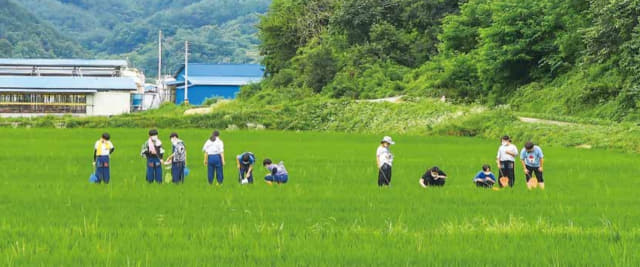 합천 가야초등학교에서 학생들이 농촌체험수업으로 벼농사 일을 하는 모습./경남교육청/