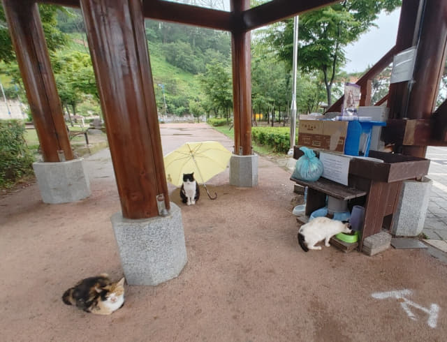 창원 가포해안변공원에 서식하는 고양이들이 공원 내 설치된 길고양이 급식소를 이용하고 있다./길위의 인연 고양이 집사 모임/