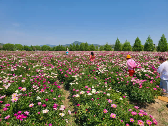 합천군이 조성한 핫들생태공원 내 작약꽃 재배단지에는 크고 탐스러운 작약꽃이 흰색, 붉은색, 분홍색 등 각양각색으로 함박웃음을 지으며 방문객을 즐겁게 하고 있다./글= 서희원 기자·사진= 합천군/