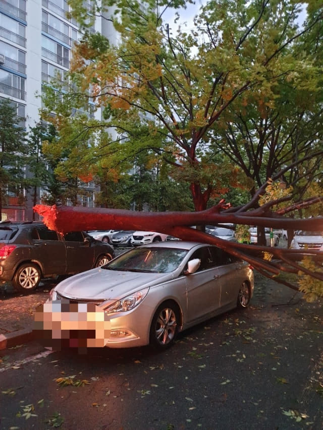6일 오전 6시께 성산구 남양동 한 아파트에서 나무가 쓰러져 차량 파손 피해가 발생했다./창원소방본부/