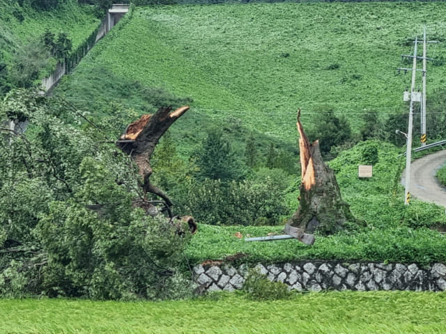 5일 의령군 용덕면 가미마을의 500년 이상 된 보호수인 느티나무가 태풍으로 부러졌다./의령군/